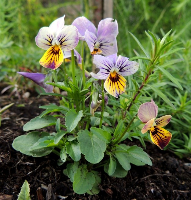 Viola xwittrockiana - tarhaorvokin terälehtien väritys on usein monenkirjava. Kukkaperän pituus on tavallisesti 4-10 cm. EH, Hämeenlinna, Loimalahti, Hirsimäki, omakotialue, Näsiäntien varsi, samana vuonna istutetun puuntaimen tyvi, johon tullut ilmeisesti taimen tai maan mukana, 23.8.2016. Copyright Hannu Kämäräinen.