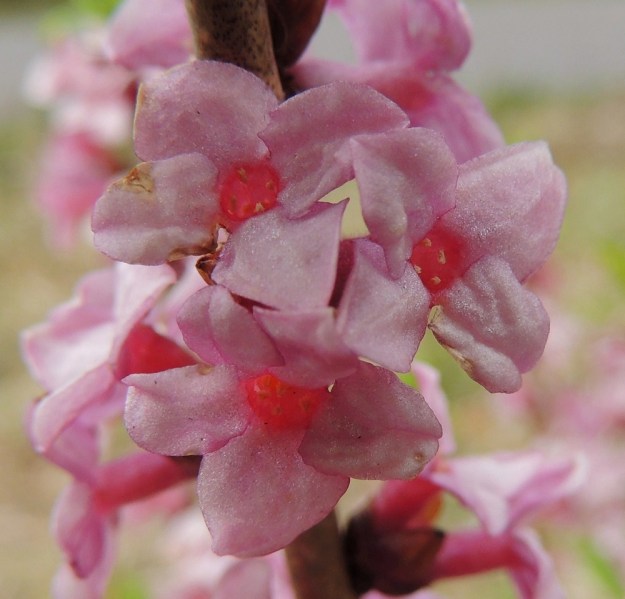 Daphne mezereum - lehtonäsiän kukka on läpimitaltaan noin 9-12 mm. Sen neljä pyöreän kolmiomaista kehälehteä ovat suuntautuneet sivulle päin. EH, Hämeenlinna, Sairio, Aulangonjärven eteläpuoli, Kihtersuolta Papinniittyyn vievän kävelytien varsi lähellä metsän laidetta, 12.5.2013. Copyright Hannu Kämäräinen.