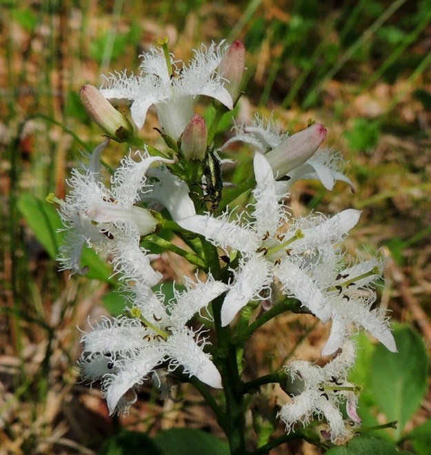 Menyanthes trifoliata - raatteen kukassa on viisi hedettä, jotka ovat yhteenkasvaneet teriön tyviosan kanssa. Emi on yksivartaloinen ja kaksiluottinen. Kukan pölyttäjinä toimivat mesipistiäiset. Koristeelliset terälehtien sisäpinnan ripset torjunevat pienempien ja hyödyttömien hyönteisten tunkeutumista sikiäimen tyvellä olevalle mesiäiselle. Mikä sen sijaan on saanut hohtavaselkäisen maakiitäjäisen kiipeämään kukkaterttuun? Saalistaako se puolestaan muita meden perässä kulkevia hyönteisiä? EH, Hämeenlinna, Pullerinmäki, Ahvenistonharjun juurella olevan Kahtoilammen rantasoistuma, 25.5.2014. Copyright Hannu Kämäräinen.