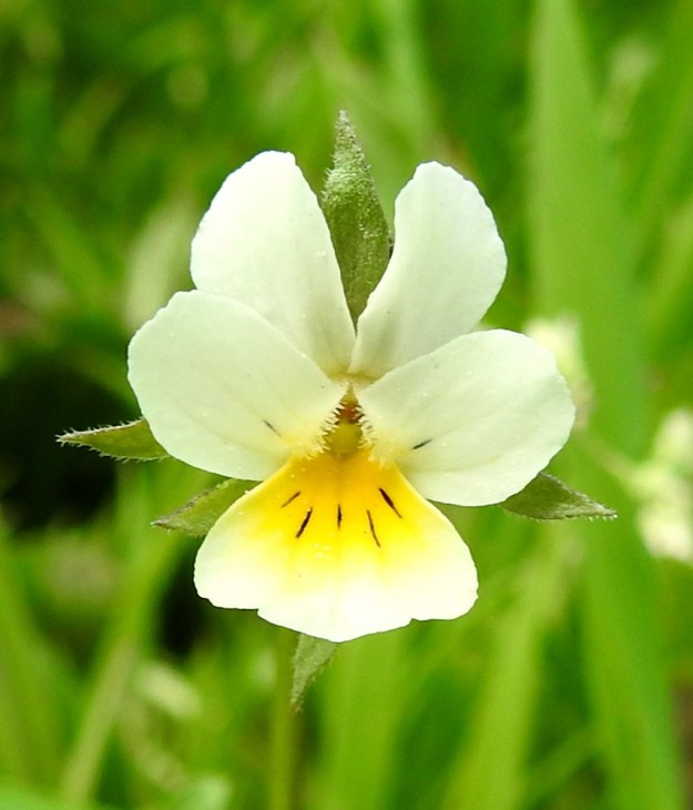 Viola arvensis - pelto-orvokin teriö on noin 10-15 mm pitkä ja noin 8-10 mm leveä. Terälehdet ovat yleensä valkoiset tai kellanvalkoiset. Alimman terälehden tyvi on keltainen ja suoniltaan tummanvioletti. Tummasuonisuutta on enemmän tai vähemmän myös keskimmäisten terälehtien tyviosassa, jossa on myös tiheä ryhmä läpinäkyviä karvoja. Teriön nielussa ei ole, kuten keto-orvokilla, V. tricolor,  huulimaista reunaa, joten oranssit heteet pilkistävät näkyviin. EH, Hämeenlinna, Loimalahti, Hirsimäki, Sammontorpantien varsi puistoalueen laidassa, maakasan pohja, 28.5.2020. Copyright Hannu Kämäräinen.