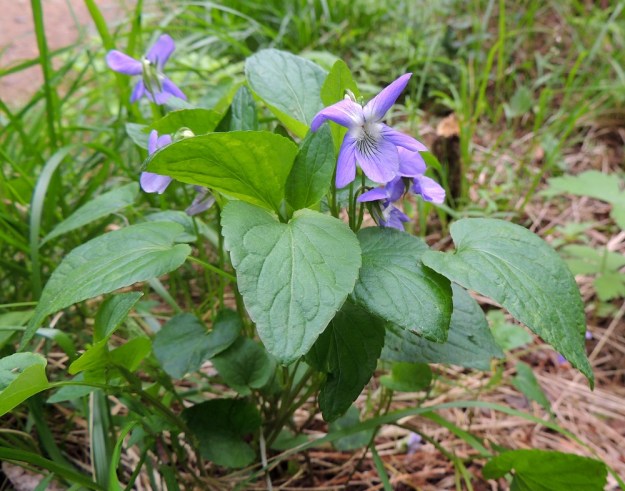 Viola canina subsp. ruppii x riviniana - isoaho-orvokin ja metsäorvokin risteymän ylälehtien usein ilmenevä massiivisuus syntyy isoaho-orvokin perimästä tulevasta pituuskasvupaineesta ja vastaavasta metsäorvokin leveyskasvuvaikutuksesta. EH, Hämeenlinna, Vuorentaka, Kuralasta Vähä-Tertin ohi menevän metsätieuran laita, 7.6.2015. Copyright Hannu Kämäräinen.