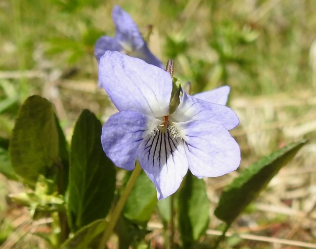 Viola canina subsp. canina - aho-orvokin subsp. pikkuaho-orvokin alaviistojen ja kyljittäin olevien terälehtien tyviosassa on tiheä ryhmä läpinäkyviä karvoja. Teriön nielussa näkyy oranssina viiden, tiiviisti sikiäimen ympärille puristuneen heteen ryhmä. Uloimpana on emiön kellertävä luotti. EH, Riihimäki, Kenkiä, Kenkiäntieltä, Hirvijärventien eteläpuolelta, itään lähtevä metsätieura, uran laitaketokaista noin 350 m maantieltä, 27.5.2020. Copyright Hannu Kämäräinen.