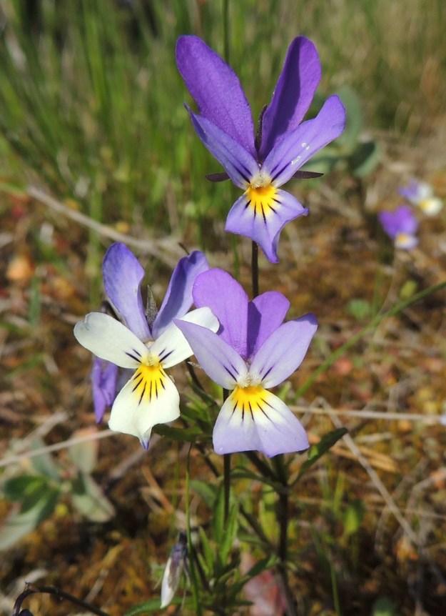 Viola tricolor - keto-orvokin alimman, kannuksellisen terälehden tyviosa on kaikissa värivaihtoehdoissa keltainen. Lisäksi alimman ja keskimmäisten terälehtien tyviosan suonet ovat tummanvioletit toimien mesiviittoina hyönteisille kohti teriön nielua. U, Hanko, Tvärminne, Tvärminneöhön vievän J. A. Palménintien laitakallio 30.5.2015. Copyright Hannu Kämäräinen.