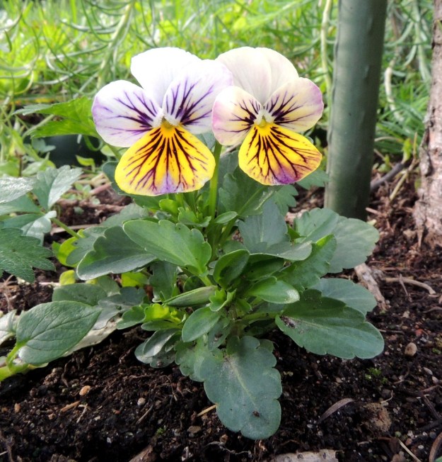 Viola xwittrockiana - tarhaorvokin alempien lehtien lapa on useimmiten puikea tai soikeahko ja tyveltään kiilamainen tai matalalovinen. Lehtilaita on nyhä- tai tylppähampainen. Pituutta lehtilavalla on tavallisesti noin 2,5-5 cm ja leveyttä leveimmältä kohtaa noin 1,5-3 cm. Ruoti on yleensä noin 1-3 cm pitkä. EH, Hämeenlinna, Loimalahti, Hirsimäki, omakotialue, Näsiäntien varsi, samana vuonna istutetun puuntaimen tyvi, johon tullut ilmeisesti taimen tai maan mukana, 23.8.2016. Copyright Hannu Kämäräinen.