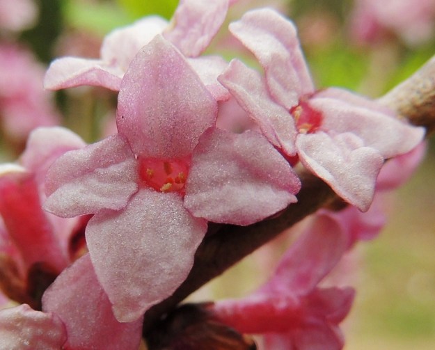 Daphne mezereum - lehtonäsiän kehälehdet ovat tavallisesti noin 4-5,5 mm pitkät ja tyvestään noin 3-5 mm leveät. Keltaponsisia heteitä on kahdeksan ja ne ovat neljän ryhminä kahdessa eri tasossa sekä tyveltään kiinnittyneinä kukkapohjuksen torveen. Emi on lyhytvartaloinen ja jää piiloon alempien heteiden alle. EH, Hämeenlinna, Sairio, Aulangonjärven eteläpuoli, Kihtersuolta Papinniittyyn vievän kävelytien varsi lähellä metsän laidetta, 12.5.2013. Copyright Hannu Kämäräinen.