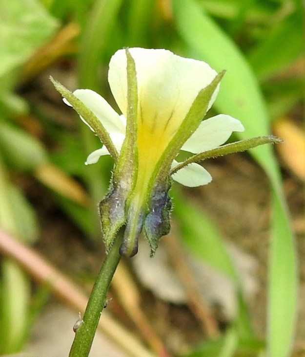 Viola arvensis - pelto-orvokin kukan verholehdet ovat suikeat tai tasasoukan suikeat ja teräväkärkiset sekä kaljut tai kuten kuvassa, erityisesti reunoiltaan lyhytkarvaiset. Ne ovat tyvilisäkkeen kanssa yleensä noin 8-12 mm pitkät. Tyvilisäkkeet ovat noin 2-2,5 mm pitkät ja kuvassa olevassa kukassa suippopäiset. Kannus on noin 2-3 mm pitkä, suora ja sinipunainen. Kannuksen pää ulottuu verholehtien tyvilisäkkeiden kanssa samalle tasalle. Kuvassa näkyvät myös kukkaperän pikkuruiset esilehdet. EH, Hämeenlinna, Loimalahti, Hirsimäki, Sammontorpantien varsi puistoalueen laidassa, maakasan pohja, 28.5.2020. Copyright Hannu Kämäräinen.