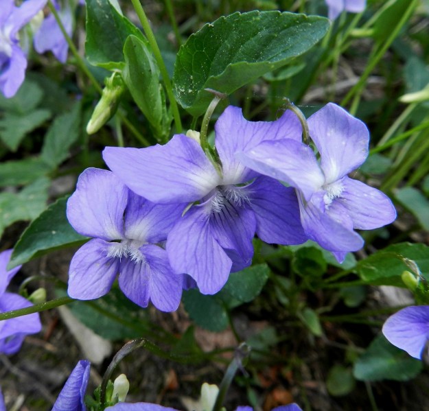 Viola canina subsp. ruppii x riviniana - isoaho-orvokin ja metsäorvokin risteymän teriöt ovat siniset tai sinipunaiset. Niistä ei löydy sellaisia tuntomerkkejä, joiden perusteella voisi varmistua risteymästä, koska kantalajienkin teriöiden vaihteluväli menee päällekkäin. Kuvan keskimmäisen kukan terälehtiin tosin hyönteistoukka on luonut joitakin erityispiirteitä. 7.6.2012 EH, Asikkala, Hillilä, Syrjänsupat, suppa-alueella kulkevan metsäpolun laita, 7.6.2012. Copyright Hannu Kämäräinen.