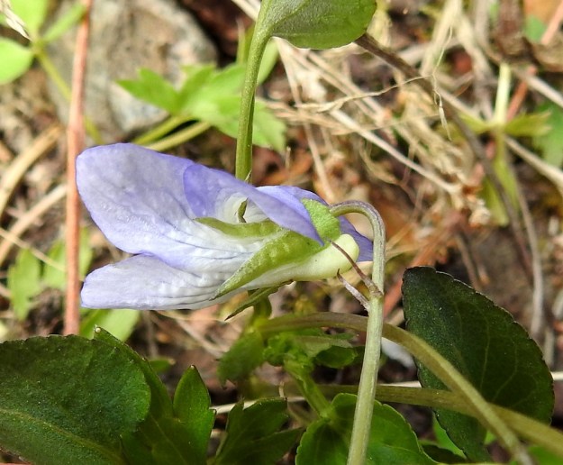 Viola canina subsp. canina - aho-orvokin subsp. pikkuaho-orvokin kukassa on viisi tasaisesti teräväksi kärjeksi suippenevaa ja tyvilisäkkeellistä verholehteä. Ne ovat tyvilisäkkeen kanssa noin 7-9 mm pitkät ja leveimmältä kohtaa noin 1,5-2 mm leveät. Teriön kannus on noin 3-5 mm pitkä, suora ja kellanvalkoinen tai kellanvihertävä. Kannuksen pää ulottuu verholehtien tyvilisäkkeitä ulommaksi. Kukkaperän yläosassa, usein lähellä kukkaa, on kaksi äimämäistä ja noin 2-4 mm pitkää esilehteä. EH, Riihimäki, Kenkiä, Kenkiäntieltä, Hirvijärventien eteläpuolelta, itään lähtevä metsätieura, uran laitaketokaista noin 350 m maantieltä, 27.5.2020. Copyright Hannu Kämäräinen.