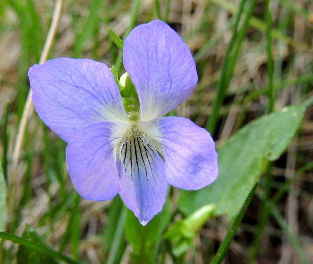 Viola canina subsp. ruppii - aho-orvokin subsp. isoaho-orvokin teriö on tavallisesti noin 15-25 mm pitkä ja noin pituutensa levyinen. Neljä ylempää terälehteä ovat yleensä noin 10-14 mm pitkät ja leveimmältä kohtaa noin 4-8 mm leveät. Alaviistoon osoittavien terälehtien tyviosassa on tiheä ryhmä läpinäkyviä karvoja. Alimmainen terälehti on ilman kannusta yleensä noin 13-17 mm pitkä ja leveimmältä kohtaa noin 6-9 mm leveä. EH, Hämeenlinna, Vuorentaka, Kuralasta Vähä-Tertin ohi menevän metsätieuran laita, 22.5.2014. Copyright Hannu Kämäräinen.