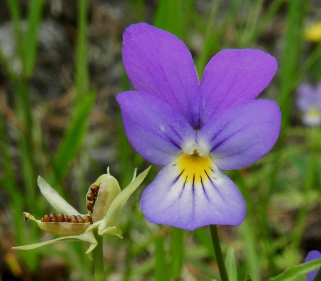Viola tricolor - keto-orvokin terälehdet ovat yleensä noin 10-14 mm pitkät lukuun ottamatta alimman terälehden kannusta. Alimman terälehden leveys on tavallisesti noin 6-12 mm ja muiden terälehtien noin 5-9 mm. Keskimmäisten terälehtien tyviosassa on tiheä ryhmä läpinäkyviä karvoja. Heteet ja luotti eivät näy karvojen ja niiden välistä pilkottavan huulimaisen reunan takaa. Kota avautuu alas asti paljastaen vaaleanruskeat, soikeat ja noin 1,5-2.5 mm pitkät siemenet. EH, Hämeenlinna, Luhtiala, Aulangonjärven koillisrannan rantakalliojyrkänne, Levonkallio, 23.6.2012. Copyright Hannu Kämäräinen.