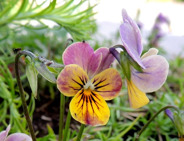 Viola xwittrockiana - tarhaorvokin teriö on tavallisesti noin 25-60 mm pitkä ja noin 20-50 mm leveä. Neljä ylintä terälehteä ovat leveän vastapuikeat tai lähes pyöreät ja useimmiten noin 15-30 mm pitkät ja leveimmältä kohtaa noin 10-25 mm leveät. Alimmainen terälehti on leveän vastapuikea tai vastakolmiomainen, yleensä pyöreähkö- tai lähes tasapäinen ja ilman kannusta useimmiten noin 10-25 mm pitkä ja leveimmältä kohtaa noin 10-30 mm leveä. Kannus on noin 2-7 mm pitkä ja yleensä sinipunainen. Sen pää ulottuu verholehtien tyvilisäkkeiden tasalle tai kuvan tavoin huomattavastikin niitä kauemmas. EH, Hämeenlinna, Loimalahti, Hirsimäki, omakotialue, Näsiäntien varsi, samana vuonna istutetun puuntaimen tyvi, johon tullut ilmeisesti taimen tai maan mukana, 23.8.2016. Copyright Hannu Kämäräinen.