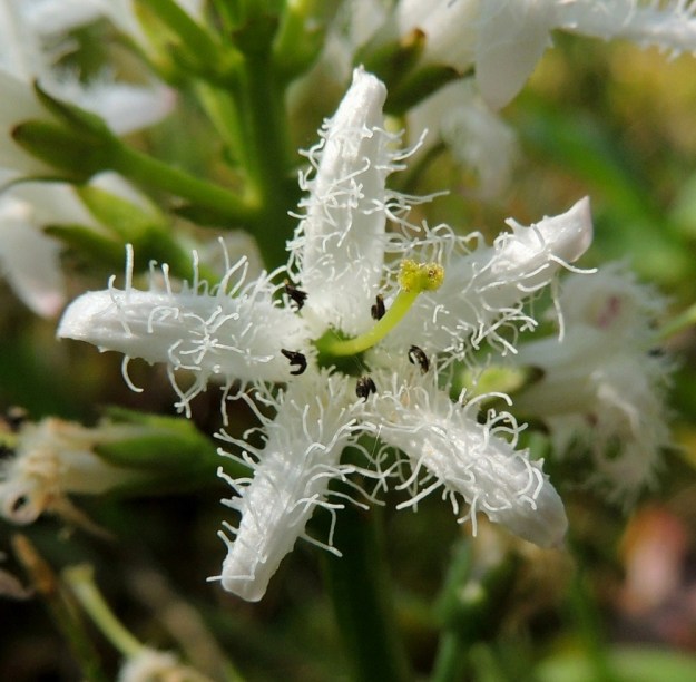 Menyanthes trifoliata - raatteen kukan emi on vihertävävartaloinen ja kaksiluottinen. Osassa kukkia vartalo ja luotit nouseva selvästi heteitä ja teriön pintaakorkeammalle. EH, Hämeenlinna, Pullerinmäki, Ahvenistonharjun juurella olevan Kahtoilammen rantasoistuma, 25.5.2014. Copyright Hannu Kämäräinen.