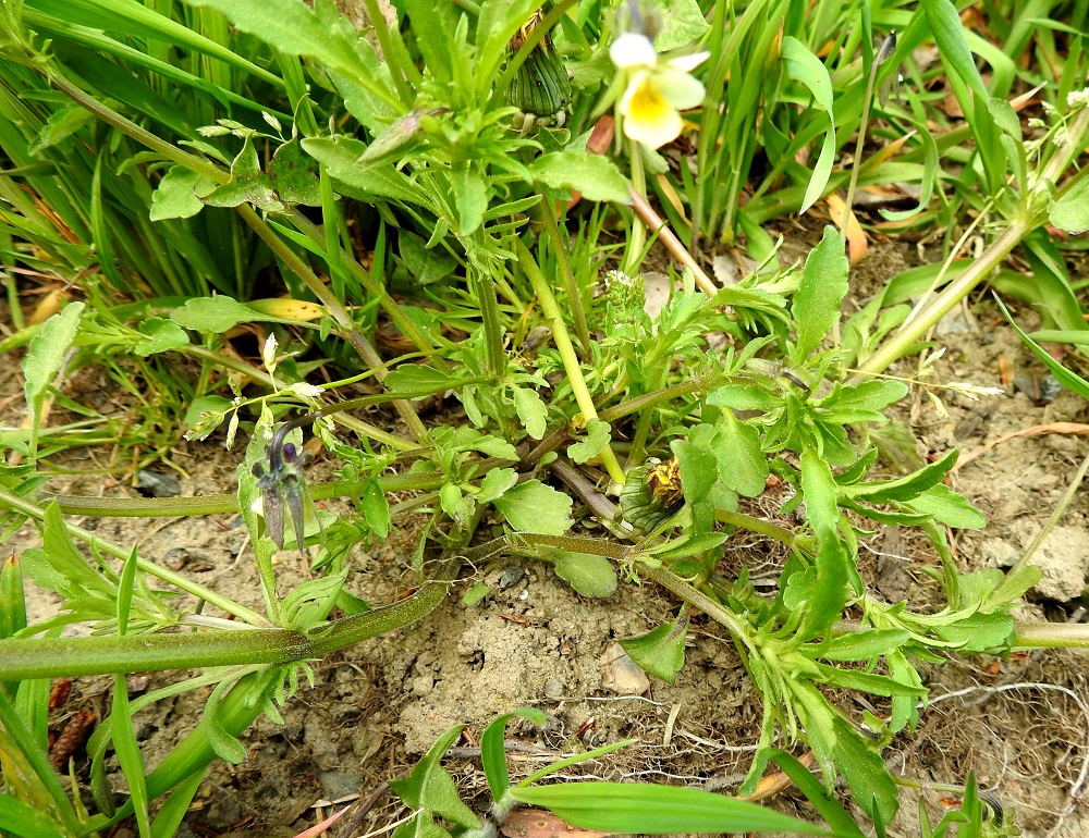 Viola arvensis - pelto-orvokki on ainakin multavilla paikoilla kasvaessaan usein tyveltä runsaastikin haarova. Tällöin päävarsi on pysty ja sivuhaarat levittäytyvät ensin lähes maata myöten ja kaartuvat sitten ylempää pystyyn. EH, Hämeenlinna, Loimalahti, Hirsimäki, Sammontorpantien varsi puistoalueen laidassa, maakasan pohja, 28.5.2020. Copyright Hannu Kämäräinen.