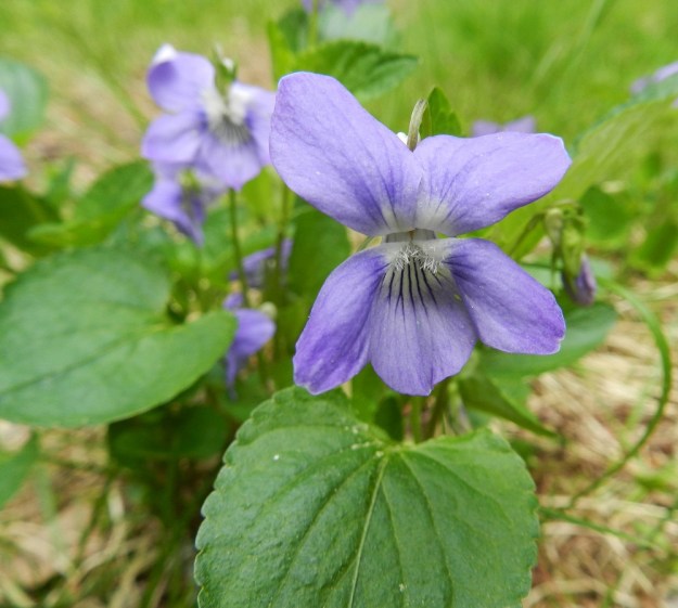 Viola canina subsp. ruppii x riviniana - isoaho-orvokin ja metsäorvokin risteymän teriö on noin 15-25 mm pitkä ja suunnilleen saman levyinen. Kantalajeillakin koon vaihteluväli on sama. Terälehtien tyven valkoisuus ja karvoitus sekä suoniväritys ovat myös kantalajeilla samanlaiset. 7.6.2012 EH, Asikkala, Hillilä, Syrjänsupat, suppa-alueen laidalla kulkevan metsäpolun laita, 7.6.2012. Copyright Hannu Kämäräinen.