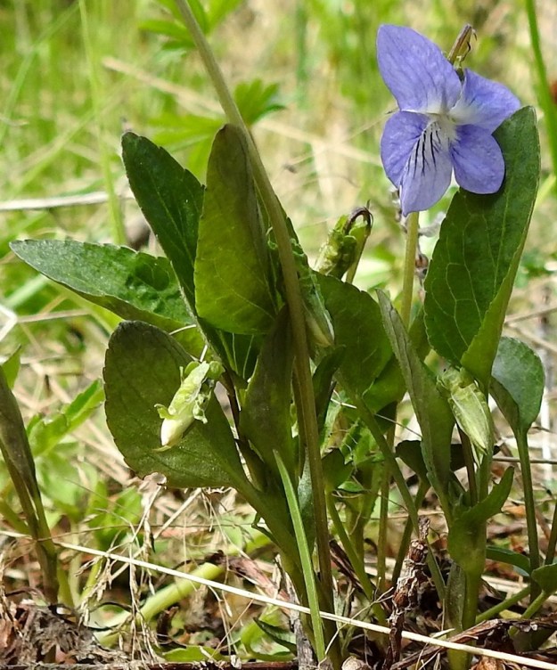 Viola canina subsp. canina - aho-orvokin subsp. pikkuaho-orvokin lehtilapa on kapean herttamainen tai kapeanpuikea, tummanvihreä, paksuhko ja päältä kiiltävähkö sekä kalju tai harvaan lyhytkarvainen. Se on tavallisesti noin 1-3 cm pitkä ja leveimmältä kohtaa noin 0,7-2 cm leveä. Ylimpien lehtienkin lapa on usein vähemmän kuin kaksi kertaa leveytensä pituinen. Lehtiruoti on kalju ja yleensä noin 1-4 cm pitkä. EH, Riihimäki, Kenkiä, Kenkiäntieltä, Hirvijärventien eteläpuolelta, itään lähtevä metsätieura, uran laitaketokaista noin 350 m maantieltä, 27.5.2020. Copyright Hannu Kämäräinen.