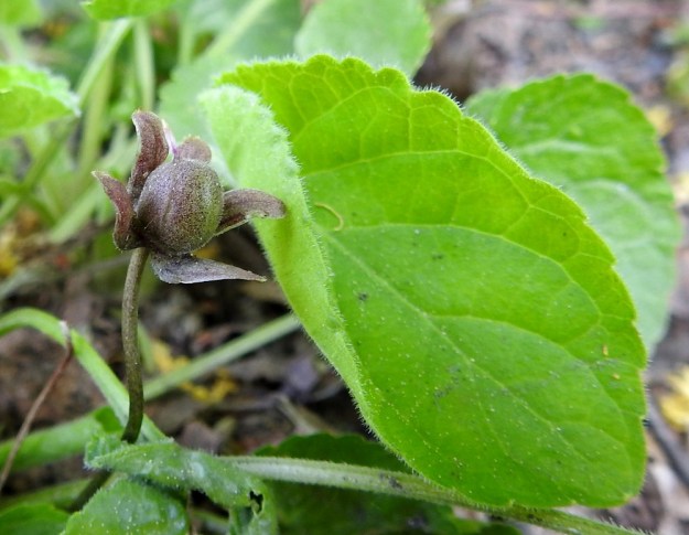 Viola odorata - tuoksuorvokin kota on pallomainen, karvainen ja tummapilkkuinen. Se on tavallisesti noin 8-12 mm pitkä. U, Helsinki, Kannelmäki, Tanotorventien laita, pensasaidan vierus, viljelykarkulainen, 19.5.2019. Copyright Hannu Kämäräinen.