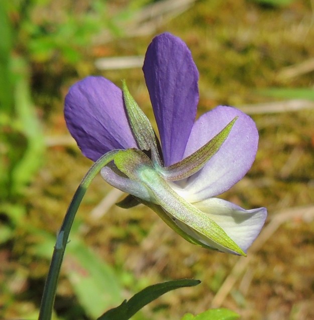 Viola tricolor - keto-orvokin kukan verholehdet ovat suikeat tai tasasoukan suikeat ja teräväkärkiset. Ne ovat tyvilisäkkeen kanssa yleensä noin 8-12 mm pitkät ja leveimmältä kohtaa noin 1-2 mm leveät. Tyvilisäkkeet ovat pyöreä-, tylppä- tai hammaspäiset ja noin 1-2 mm pitkät. Teriön kannus on noin 2-4 mm pitkä, usein ylöspäin kaareva ja sinipunainen. Kannuksen pää ulottuu verholehtien tyvilisäkkeiden tasalle tai niitä ulommaksi. Kukkaperän yläosassa on kaksi rinnakkaista tai allekkain olevaa, kalvomaista, leveätyvistä ja teräväkärkistä esilehteä, jotka ovat yleensä noin 0,5-1,5 mm pitkiä. EH, Hattula, Lahdentaka, Vanajaniemi, Vohlion kallioniemeke Vanajaveden Vanajanselän rannassa, 25.6.2016. Copyright Hannu Kämäräinen.