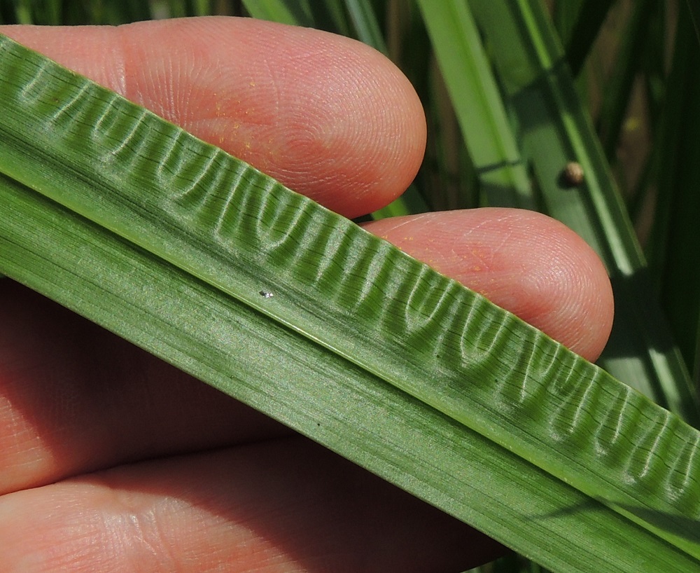 Acorus calamus - rohtokalmojuuren lehden keskisuoni on lähempänä toista reunaa. Kuvassa näkyy hyvin myös lehden toisen laidan aaltopoimutus. 16.7.2016. Copyright Hannu Kämäräinen.