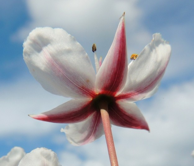 Butomus umbellatus - sarjarimmen kukan verholehdet ovat kapeanpuikeat, suippokärkiset ja tavallisesti noin 8-12 mm pitkät sekä tyvipuolen leveimmältä kohtaa noin 4-6 mm leveät. Ne ovat yleensä keskeltä punaiset ja laitaa kohti valkoisemmat sekä punertavasuoniset. Terä- ja verholehdet ovat kuperat. EH, Hämeenlinna, Katinen, Katumajärven länsiranta, uimarannan viereinen kosteikkoranta, 18.7.2014. Copyright Hannu Kämäräinen.