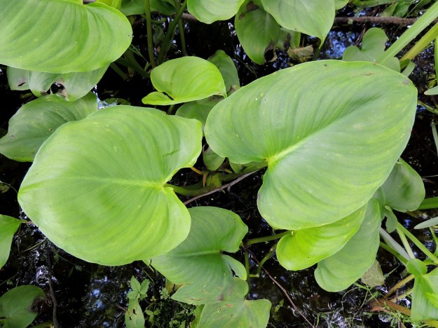 Calla palustris - (suo)vehkan lehtilapa on malliltaan herttamainen ja ehytlaitainen. Sen tyvi on matala- tai syvälovinen ja kärki terävä tai tylppä. Pituutta lehtilavalla on yleensä noin 5-12 cm ja leveyttä leveimmältä kohtaa noin 4-9 cm. EH, Hämeenlinna, Katinen, Katumajärven länsiranta uimarannan eteläpuolella, 28.6.2014. Copyright Hannu Kämäräinen.