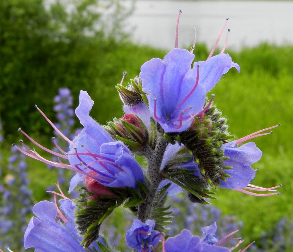 Echium vulgare - kyläneidonkielen kukassa on tavallisesti viisi ja toisinaan vain neljä hedettä. Palhot ovat eripituiset, mutta selvästi teriötä pitemmät. Ponnet ovat pienet ja nuppimaiset. Emin vartalo on myös huomattavasti teriötä pitempi. Toisinaan varren yläosa on kuvan tavoin tiheästä karvoituksesta harmaa. EH, Hämeenlinna, Keinusaari, Varikonniemen tyvi, Vanajaveden ranta, radanvartta seuraavan ulkoilureitin laita, 30.6.2012. Copyright Hannu Kämäräinen.