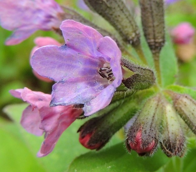 Pulmonaria obscura - lehtoimikän heteiden hyvin lyhyet palhot ovat kiinnittyneet kuvan kukassa torven yläosan seinämiin ja ruskeat ponnet ovat hyvin esillä. Toisin kuin edellisessä kuvassa, emin vartalo ja luotit ovat jääneet niiden alapuolelle. EH, Hämeenlinna, Luhtiala, Aulangonjärven kaakkoiskulma Käärmekallion alapuolella, rehevä rantalehto, 12.5.2013. Copyright Hannu Kämäräinen.