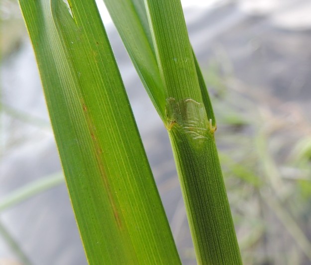 Scirpus radicans - juurtokaislan varsilehtien tuppi on noin 5 cm pitkä ja sivultaan lähes tai aivan umpinainen ja kalvosuinen. Tupen kalvomainen kieleke on noin 1,5-2 mm pitkä. PK, Joensuu, Karsikko, Pielisjoen eteläranta Pekkalan sillan länsipuolella, 10.7.2015. Copyright Hannu Kämäräinen.