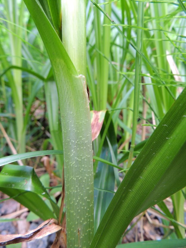 Scirpus sylvaticus - korpikaislan lehtilapa ja tuppi ovat hyvin tiheäsuonisia. Lehdessä suonia on noin 40. U, Hanko, Anckars, Kartanontien varrella oleva puronvarsikosteikko, 15.6.2013. Copyright Hannu Kämäräinen.