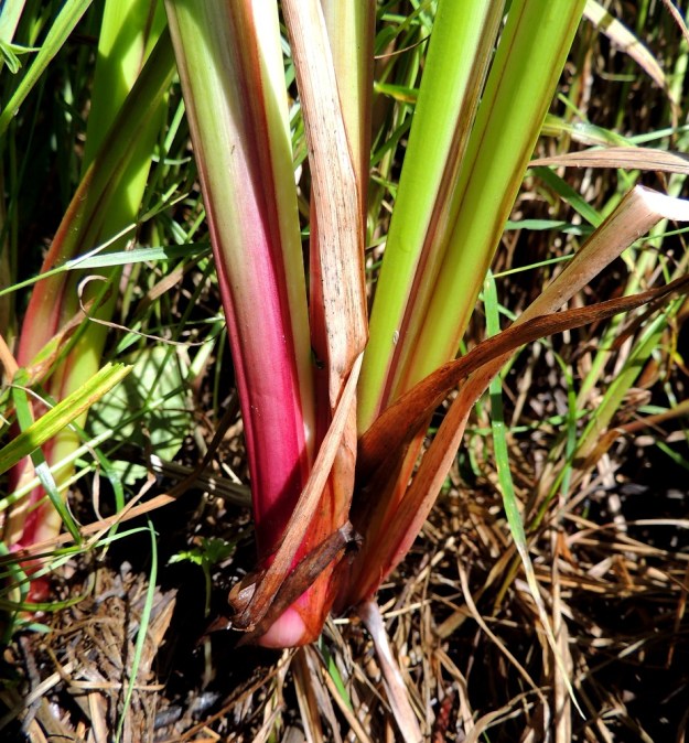 Acorus calamus - rohtokalmojuuren lehdet ovat tupelliset. Tyveltä asti alkavat tupet ovat noin 15-20 cm pitkiä ja toiselta sivultaan avoimia. 16.7.2016. Copyright Hannu Kämäräinen.