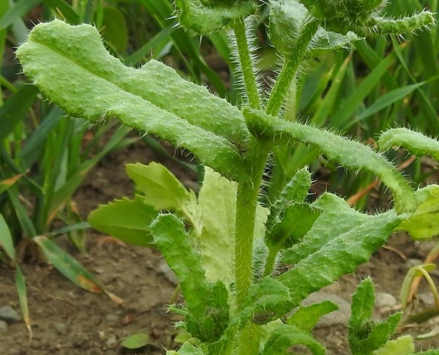 Lycopsis arvensis - peltorastin ylemmät varsilehdet ovat ruodittomia, suikeita tai kapeanpuikeita, tavallisesti tylppäpäisiä ja leveätyvisiä. Ne ovat ylöspäin pieneten yleensä noin 2-8 cm pitkiä ja leveimmältä kohtaa noin 0,5-2 cm leveitä. Kaikki lehdet ovat enemmän tai vähemmän mutkalaitaisia ja matalahkosti sekä epäsäännöllisesti hammaslaitaisia. Ne ovat laidoiltaan ja molemmin puolin sukaskarvaisia. Myös varret ja kukintohaarat ovat tiheästi ja siirottavasti sukaskarvaisia. EH, Hämeenlinna, Luolaja, Pollentien ja Mäkilaurilantien kulmauksen kapeahko, kauraa kasvava peltokaistale, 26.6.2018. Copyright Hannu Kämäräinen.