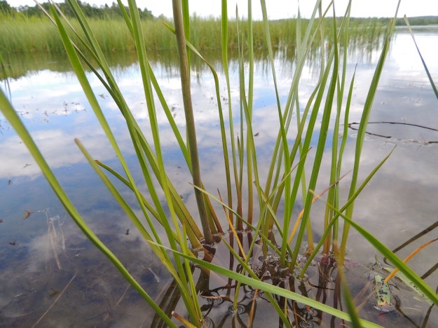 Butomus umbellatus - sarjarimmen lehdet ovat jäykät, kolmikulmaiset, tasasoukat ja suippokärkiset. Ne ovat tavallisesti noin 40-80 cm pitkät ja noin 5-10 mm leveät. Upoksissa olevien kasvustojen lehdet ovat velttoja ja yleensä pitempiä. EH, Hämeenlinna, Katinen, Katumajärven länsiranta, uimarannan viereinen kosteikkoranta, 28.6.2014. Copyright Hannu Kämäräinen.