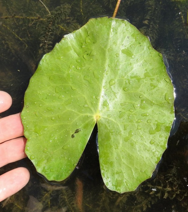 Nymphoides peltata - keltalammikin lehtilapa on pyöreä, pitkänpyöreä tai soikeanpyöreä ja päältä vihreä. Laidat ovat matalasti mutkaiset ja tyvi on syvälovinen. Suoraan pohjasta nousevien lehtien lapa on varren kärkiosan lehtiä kookkaampi, tavallisesti noin 7-14 cm pitkä ja leveimmältä kohtaa noin 6-12 cm leveä. Kuvassa lammikkipeitteen ohittavaa auringonvaloa on jakamassa toinen haitallinen ja tukahduttava vieraslaji, kanadanvesirutto, Elodea canadensis. 27.7.2018. Copyright Hannu Kämäräinen.