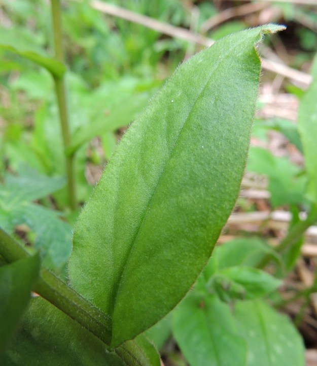Pulmonaria obscura - lehtoimikän varsilehdet ovat soikeita, puikeita tai suikeita ja teräväkärkisiä sekä yleensä noin 2-5 cm pitkiä ja leveimmältä kohtaa noin 1-2 cm leveitä. Ne ovat myös ehytlaitaisia ja molemmin puolin sukaskarvaisia. EH, Hämeenlinna, Luhtiala, Aulangonjärven kaakkoiskulma Käärmekallion alapuolella, rehevä rantalehto, 12.5.2013. Copyright Hannu Kämäräinen.
