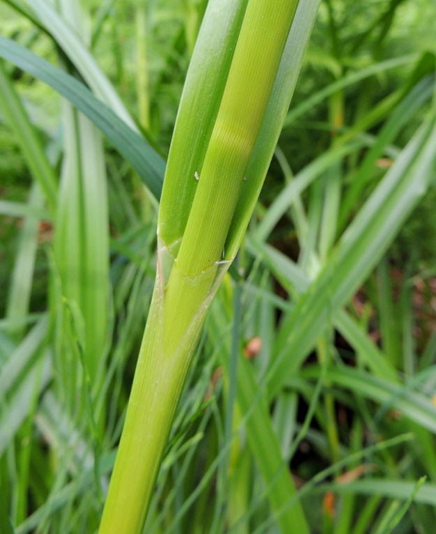 Scirpus sylvaticus - korpikaislan varsilehtien tuppi on noin 5-6 cm pitkä ja toiselta sivultaan näennäisesti avoin mutta kuitenkin kalvosuinen. U, Hanko, Anckars, Kartanontien varrella oleva puronvarsikosteikko, 15.6.2013. Copyright Hannu Kämäräinen.
