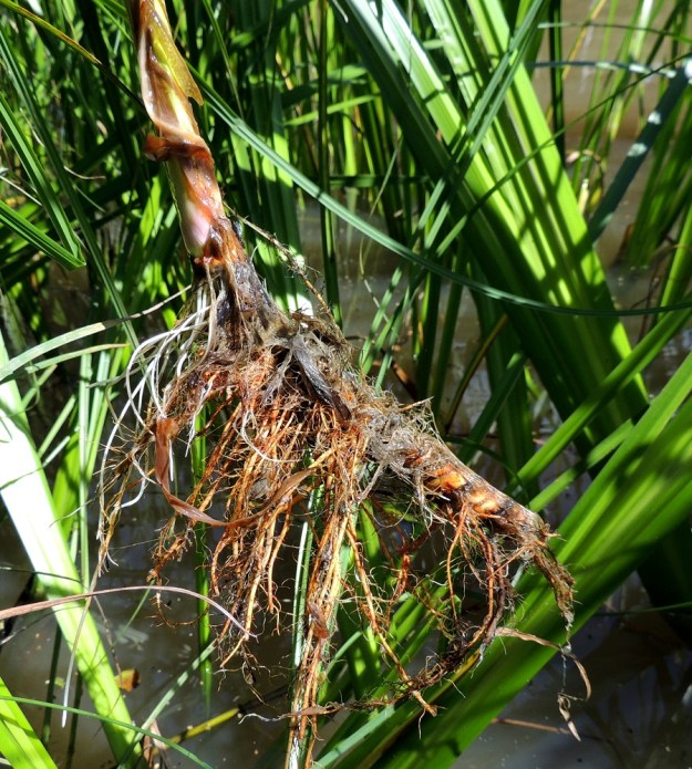 Acorus calamus - rohtokalmojuuren juurakko on lähes vaakasuora, pitkä (kuvassa katkennut), noin 10-15 mm paksu ja runsasjuurinen sekä sitruunantuoksuinen. Juurakon mauste- ja rohdosominaisuuksien vuoksi laji on aikanaan tuotu Aasiasta Eurooppaan. Suomeenkin se tuotiin jo 1700-luvulla. Vielä 1942 ilmestyneessä, Mihin kasvimme kelpaavat -kirjassaan Toivo Rautavaara innosti sitä istuttamaan ja levittämään mutapohjaisten vesien rannoille. 16.7.2016. Copyright Hannu Kämäräinen.