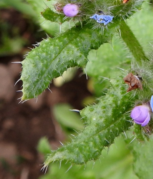 Lycopsis arvensis - peltorastin lehtien sukaskarvat ovat pulleatyvisiä ja vankimmillaan sekä pisimmillään laitahampaissa. Karvojen pituus vaihtelee samassa lehdessä yleensä välillä 0,5-3 mm. EH, Hämeenlinna, Luolaja, Pollentien ja Mäkilaurilantien kulmauksen kapeahko, kauraa kasvava peltokaistale, 26.6.2018. Copyright Hannu Kämäräinen.