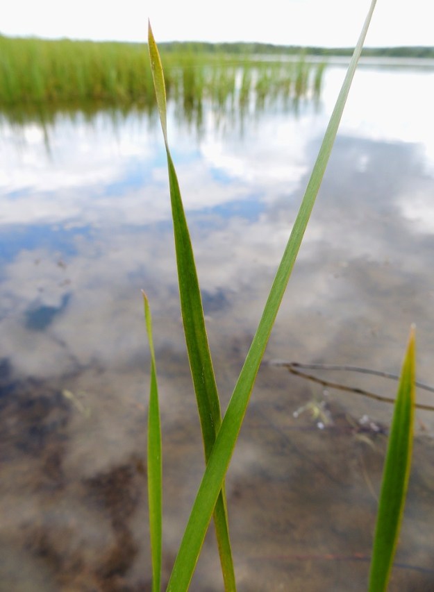 Butomus umbellatus - sarjarimmen lehtien kärkiosa on lajille tyypillisesti kierteinen. EH, Hämeenlinna, Katinen, Katumajärven länsiranta, uimarannan viereinen kosteikkoranta, 28.6.2014. Copyright Hannu Kämäräinen.