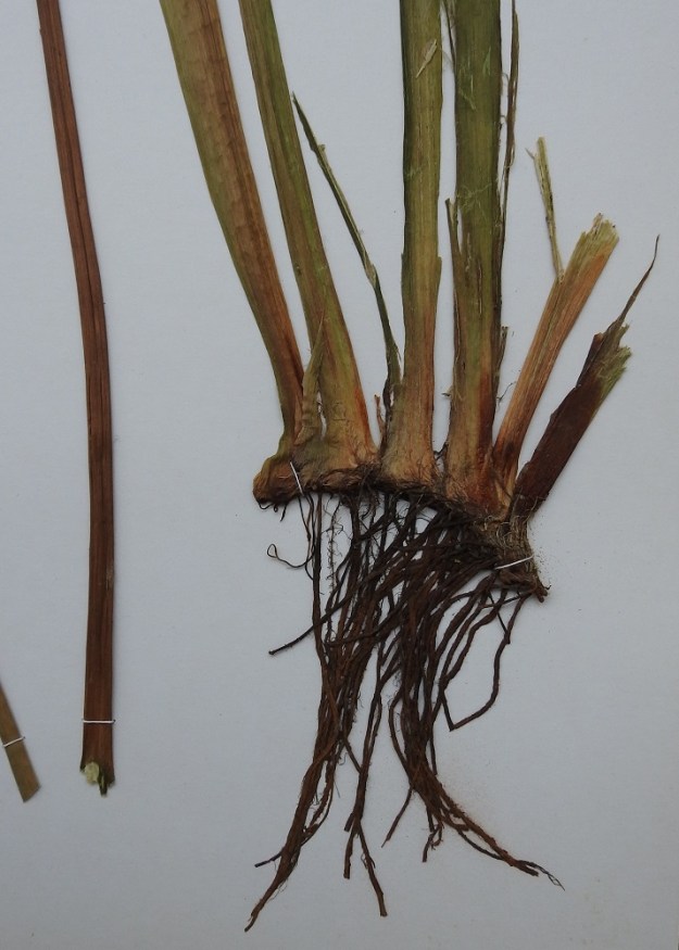 Butomus umbellatus - sarjarimmen juurakko on vaakasuora, suikertava ja noin 10 mm paksu sekä tiheäjuurinen. EH, Hämeenlinna, Puistonmäki, Vanajaveden rantavesi Kaupunginpuiston vieressä, mattojenpesupaikan luona, 29.7.1986. Kuva näytteestä, copyright Hannu Kämäräinen.