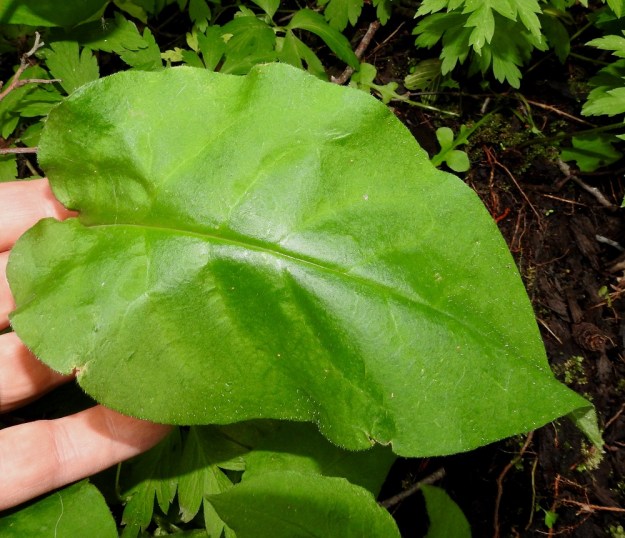 Pulmonaria obscura - lehtoimikän ruusukelehtien lehtilapa on pitkänomaisen puikea, herttatyvinen ja suippopäinen sekä teräväkärkinen. Pituutta on tavallisesti noin 15-25 cm ja leveyttä leveimmältä kohtaa noin 7-10 cm. EH, Hämeenlinna, Luhtiala, Aulangonjärven kaakkoiskulma Käärmekallion alapuolella, rehevä rantalehto, 25.6.2017. Copyright Hannu Kämäräinen.