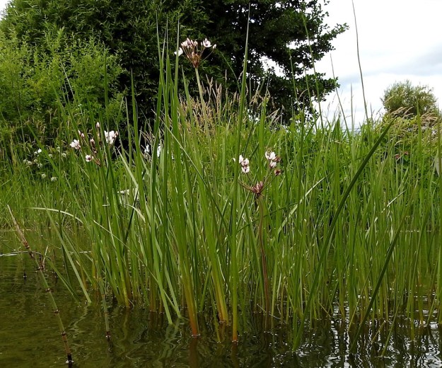 Butomus umbellatus - sarjarimpi kasvaa matalahkossa rantavedessä, jossa se kukkii yleensä aika niukasti. Se selviää kyllä syvemmälläkin, missä se muuttuu marroksi uposkasviksi. Ilmaversoisten kasvustojen korkeus on pohjasta mitaten tavallisesti noin 70-130 cm. EH, Hattula, Pelkola, Lehijärven länsirannan Haikonlahti, vene- ja uimaranta, 22.7.2020. Copyright Hannu Kämäräinen.