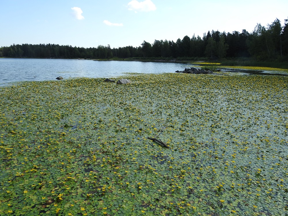 Nymphoides peltata - (kelta)lammikki tavattiin kuvan vesistöstä tulokkaana ensimmäisen kerran 2013. Silloin paikalla oli pieni kasvusto. Vuonna 2018 erillisiä kasvualueita oli jo 15 ja niistä suurimmat hehtaarien kokoisia lauttoja. Kuvan rantaa seuraileva, yhtenäinen kasvustovyö oli lähes 200 m pitkä ja enimmäkseen noin 20 m leveä. 27.7.2018. Copyright Hannu Kämäräinen.
