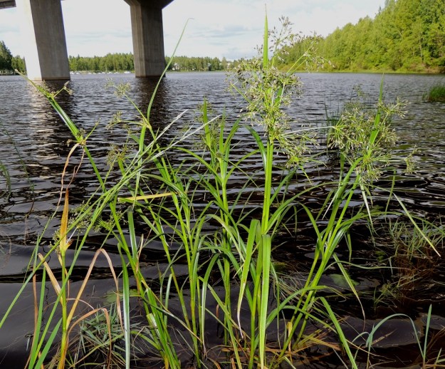 Scirpus radicans - juurtokaisla on tavallisesti noin 50-100 cm korkea. Se kasvaa erittäin uhanalaisena vain muutamassa maan etelä- ja kaakkoiskulman eliömaakunnassa. Sen kasvupaikkoina ovat liejuiset ja tulvivat järvien ja jokien rannat sekä rantaniityt. Laji voi kasvaa kuvan tavoin myös matalassa rantavedessä. PK, Joensuu, Karsikko, Pielisjoen eteläranta Pekkalan sillan länsipuolella, 10.7.2015. Copyright Hannu Kämäräinen.