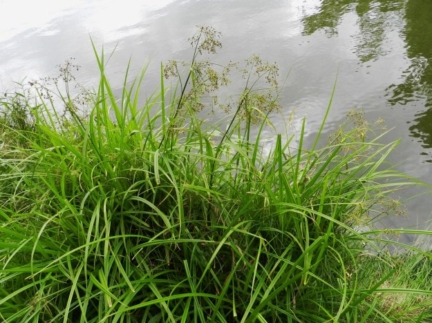 Scirpus sylvaticus - korpikaisla on tavallisesti noin 50-100 cm korkea. Se muodostaa rönsyävän juurakkonsa avulla usein tiheitä ja laajojakin kasvustoja märille tai riittävän kosteille paikoille. Varsinainen vesikasvi se ei ole. EH, Hämeenlinna, Aulanko, Joutsenlammen ranta, 30.7.2011. Copyright Hannu Kämäräinen.