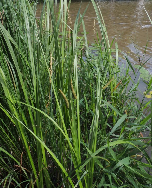 Acorus calamus - rohtokalmojuuri on pysty ja tavallisesti noin 120-150 cm korkea, ruokomainen kasvi. Se kukkii Suomessa niukasti. V, Koski Tl, Urmaankulman ja Vähä-Sorvaston välillä olevan Paimionjoen ranta-alueet Sorvastontien (tie 2805) ylittävän maantiesillan molemmin puolin, 16.7.2016. Koko kuvasarja on samalta kasvualueelta. Copyright Hannu Kämäräinen.