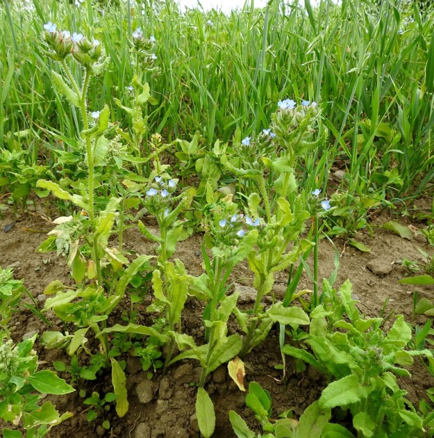 Lycopsis arvensis - peltorasti on yksivuotinen kasvi eikä kestä kasvualansa umpeutumista. Niinpä se suosii peltojen lisäksi kasvimaita, puutarhoja, uudisnurmikoita, maakasoja ja ruderaatteja eli paikkoja, jotka ovat olleet muokkauksen kohteina. Tällaisille paikoille se kulkeutuu kylvetyn siemenen ja siirretyn maan mukana tai putkahtaa esiin olemassa olevasta, ehkä vanhastakin, siemenpankista. EH, Hämeenlinna, Luolaja, Pollentien ja Mäkilaurilantien kulmauksen kapeahko, kauraa kasvava peltokaistale, 26.6.2018. Copyright Hannu Kämäräinen.