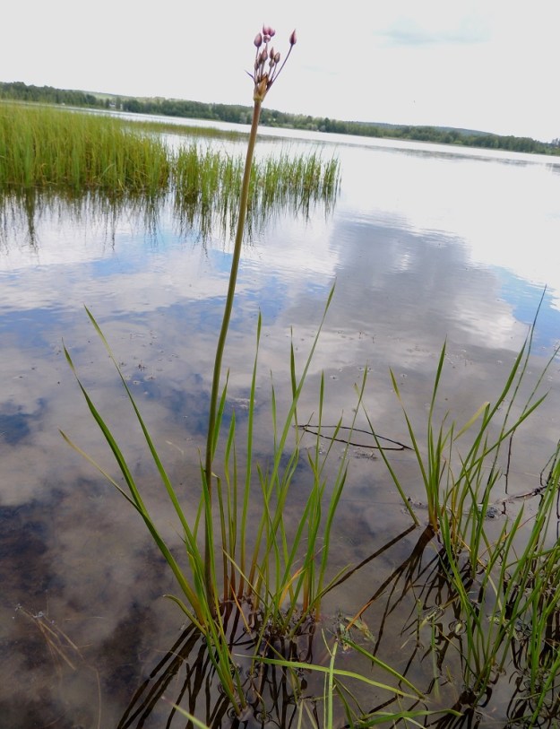 Butomus umbellatus - sarjarimmen lehdet ovat vaakasuorassa juurakossa tiheänä rivinä ja kasvavat tiiviinä, useamman lehden kimppuina. Kuvassa lehtirivit näkyvät selvästi. EH, Hämeenlinna, Katinen, Katumajärven länsiranta, uimarannan viereinen kosteikkoranta, 28.6.2014. Copyright Hannu Kämäräinen.