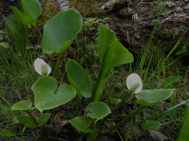 Calla palustris - (suo)vehka on kukintoa lukuun ottamatta aika tasaisen vihreä. Sen varret ja lehtiruodit ovat mehevät ja pehmeähköt mutta kuitenkin varsin tanakat. EH, Hämeenlinna, Pullerinmäki, Ahvenistonharjun juurella olevan Kahtoilammen rantasuo, 1.6.2012. Copyright Hannu Kämäräinen.