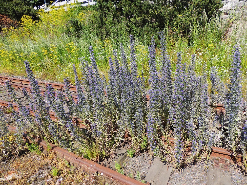 Echium vulgare - kyläneidonkielen täytyy kaksivuotisena kasvina löytää riittävän avoin ja vähän kilpailtu kasvupaikka ensimmäisen vuoden lehtiruusukkeilleen, jotka eivät umpeutuneella pohjalla pääse alkuun. Niinpä se suosii tai ainakin sietää hyvin karuja kasvupaikkoja, ratasepeliäkin. Toisena kasvuvuotenaan kookkaat ja tiheät varsikot pitävät kyllä kilpailijat loitolla. V, Naantali, satama, viljavaraston käytöstä pois jäänyt raide, 12.7.2014. Copyright Hannu Kämäräinen.