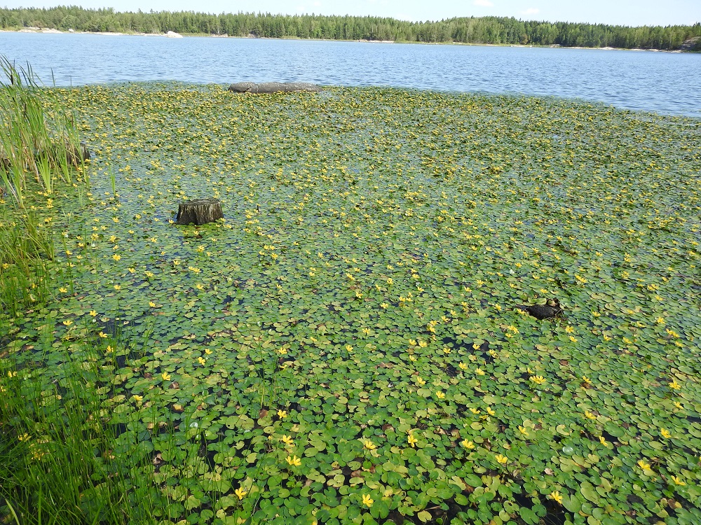 Nymphoides peltata - keltalammikki viihtyy ravinteikkaissa lammissa, altaissa ja lammikoissa sekä hitaasti virtaavissa joissa. Kasvustot yltävät aivan matalasta rantavedestä lähes kolmen metrin syvyyteen asti. Koristeellisuudestaan huolimatta se on haitallinen vieraslaji, joka tiiviin yhtenäisillä kasvustoillaan tukahduttaa muut lajit. Kasvustolautoista syntyy paljon hajoavaa kasvimassaa, joka kuluttaa vedestä hapen ja käynnistää näin lisäravinteiden vapautumisen pohjasta. V, Raisio, Hauninen, Haunisten allas (tekojärvi), eteläpää, 27.7.2018. Copyright Hannu Kämäräinen.