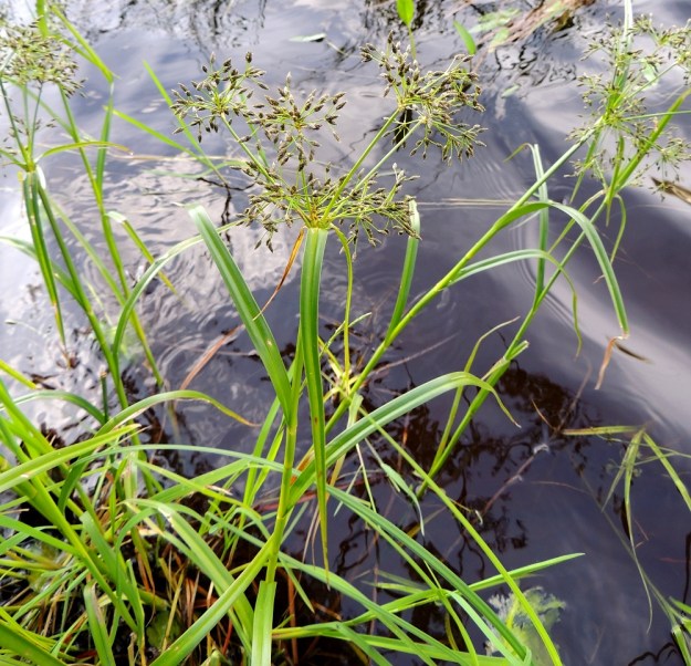 Scirpus radicans - juurtokaislan kukinto on varsipäätteinen ja röyhymäinen. Varsilehtiä on kierteisesti 5-7. PK, Joensuu, Karsikko, Pielisjoen eteläranta Pekkalan sillan länsipuolella, 10.7.2015. Copyright Hannu Kämäräinen.